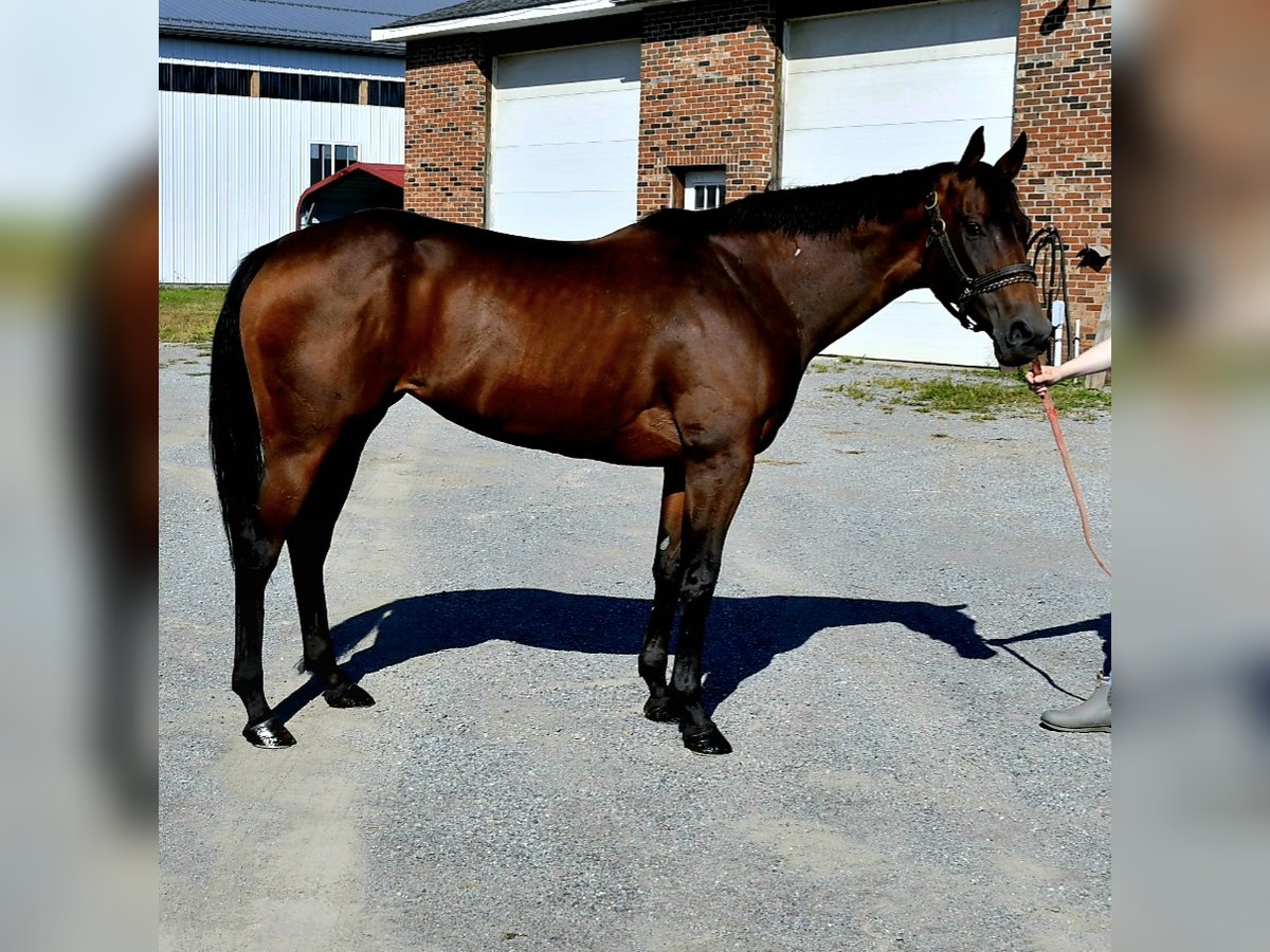 Koń pełnej krwi angielskiej Klacz 11 lat 152 cm Gniada in Lisbon, OH