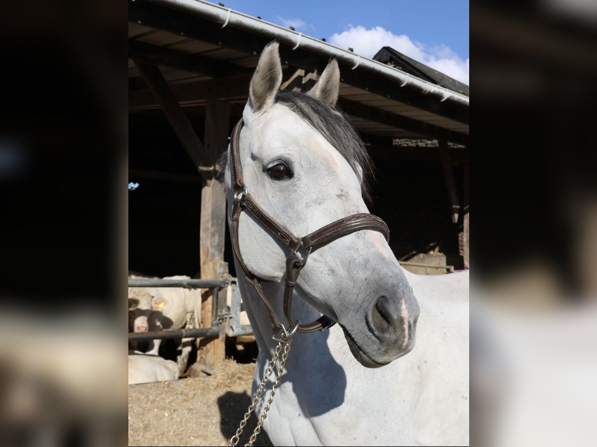 Koń pełnej krwi angielskiej Klacz 12 lat 165 cm Siwa in Saint-Germain-le-Vieux