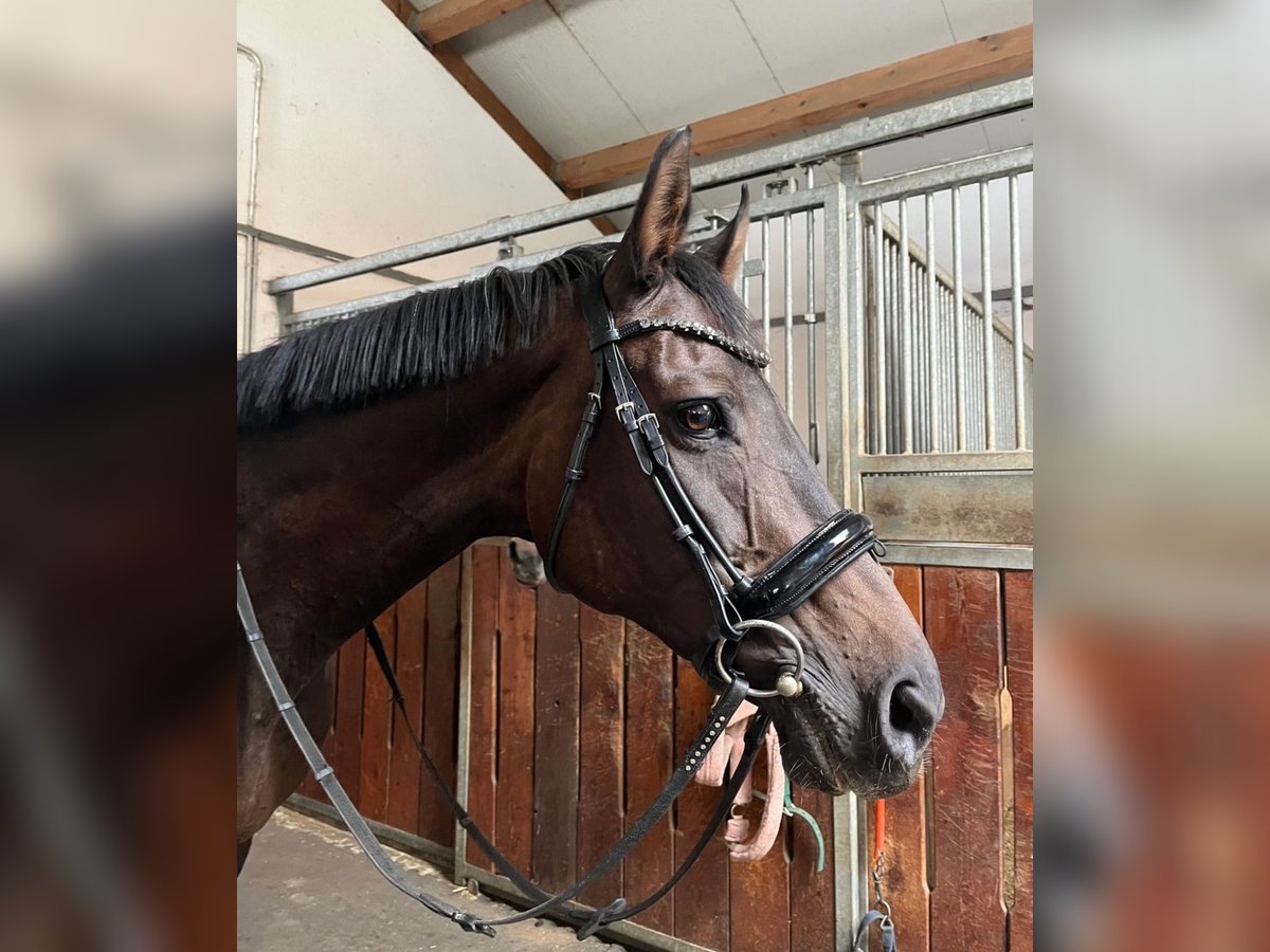 Koń pełnej krwi angielskiej Mix Klacz 15 lat 165 cm Gniada in Freienfeld