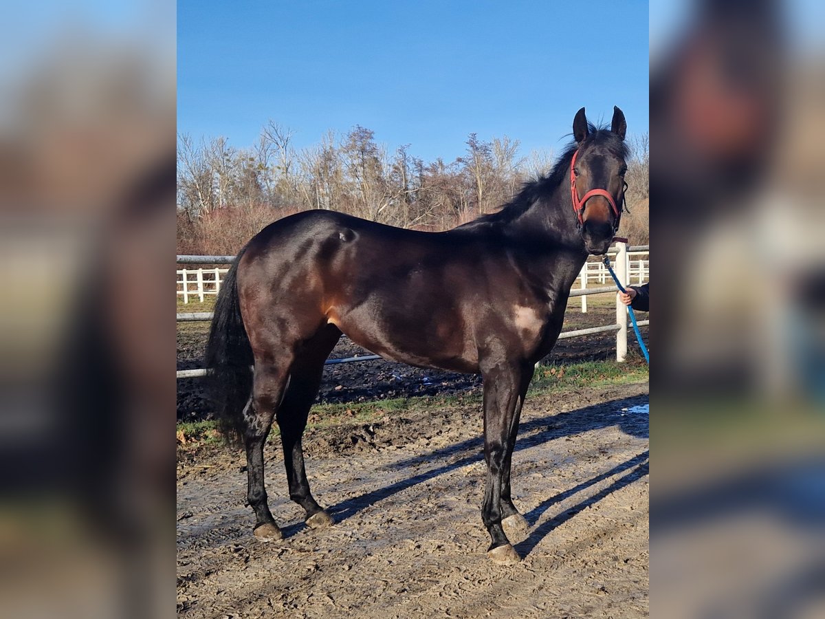 Koń pełnej krwi angielskiej Klacz 4 lat 162 cm Ciemnogniada in Haidershofen