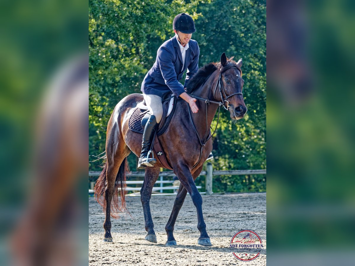 Koń pełnej krwi angielskiej Klacz 5 lat 168 cm Ciemnogniada in Hanover