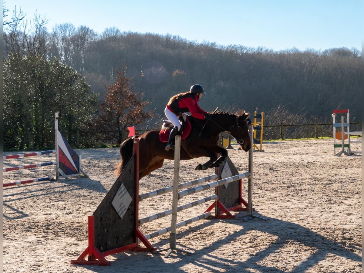 Koń pełnej krwi angielskiej Klacz 7 lat 157 cm Gniada in Brehal