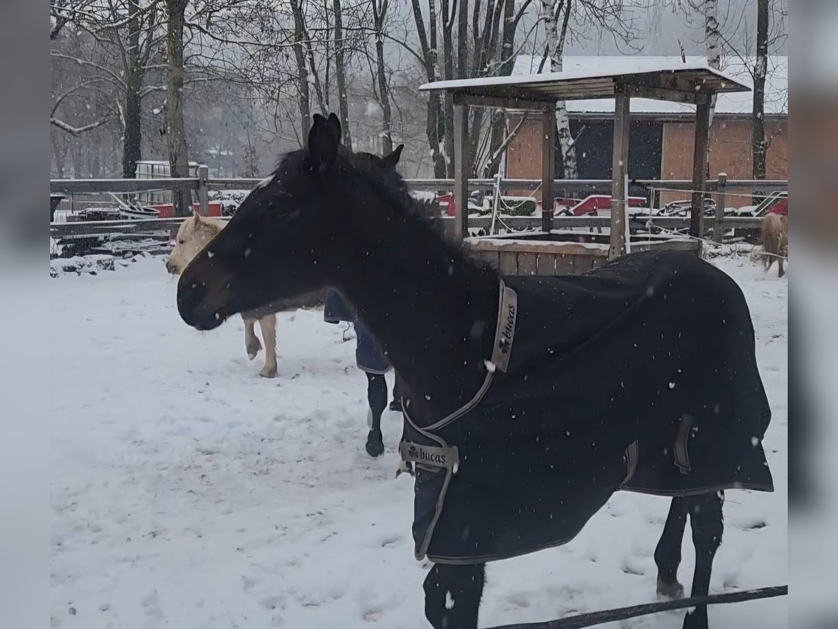 Koń pełnej krwi angielskiej Ogier 1 Rok Gniada in Homberg (Efze)