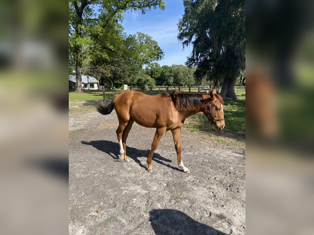 Koń pełnej krwi angielskiej Ogier 1 Rok Gniada in Williston/Ocala Florida