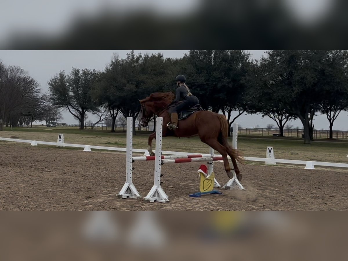 Koń pełnej krwi angielskiej Wałach 14 lat 163 cm Kasztanowata in Terrell, Texas