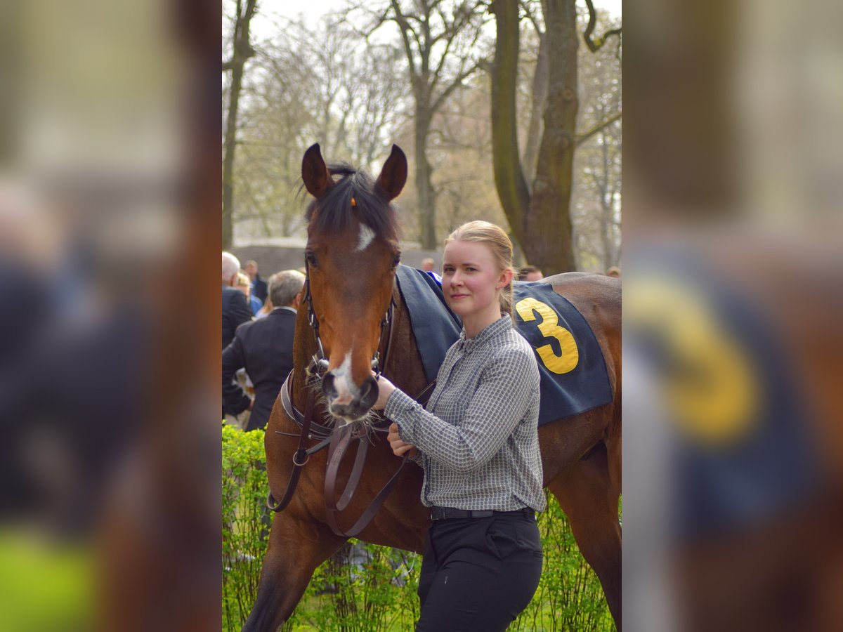 Koń pełnej krwi angielskiej Wałach 3 lat 162 cm Gniada in Neuenhagen