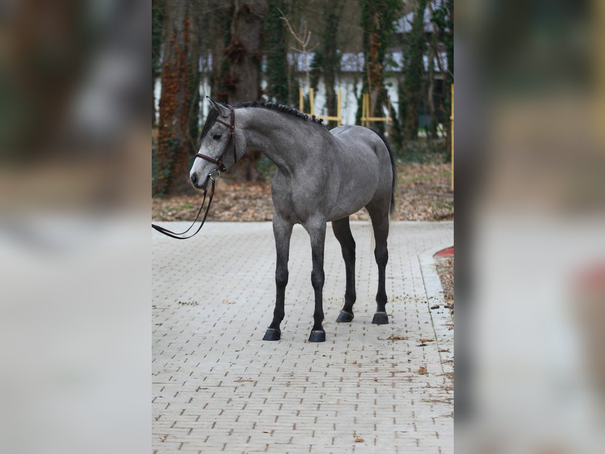 Koń pełnej krwi angielskiej Mix Wałach 5 lat 150 cm Siwa jabłkowita in Kuhardt