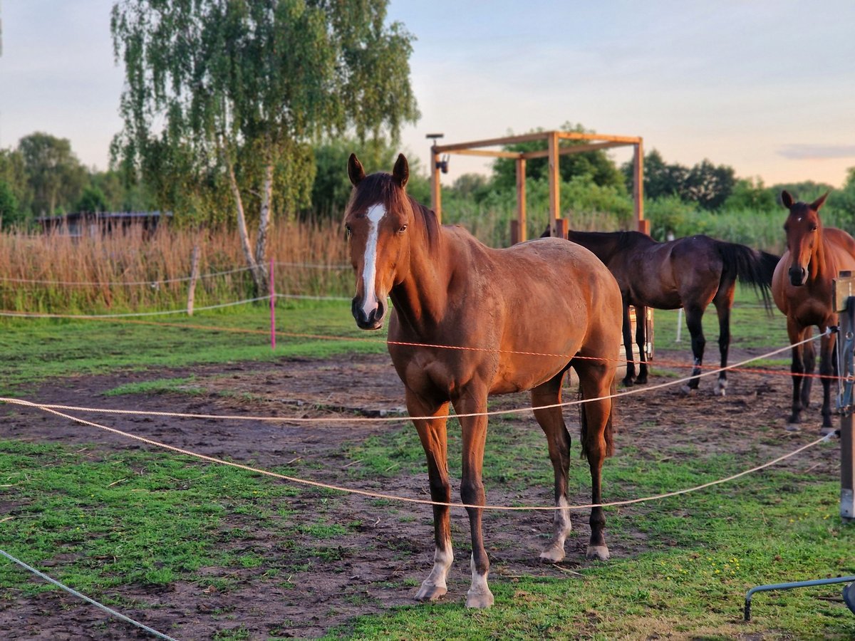 Koń pełnej krwi angielskiej Wałach 6 lat 165 cm Gniada in Leegebruch