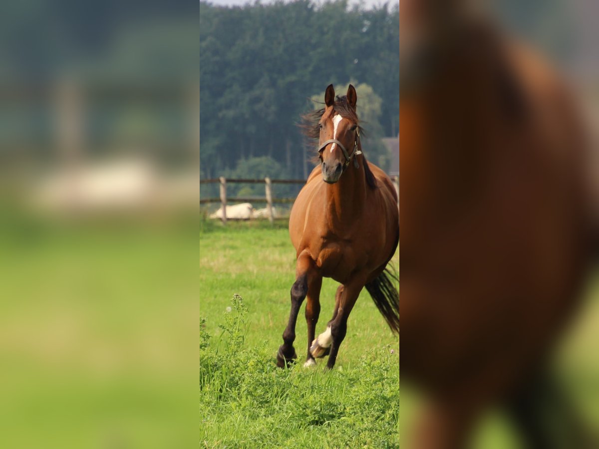 Koń pełnej krwi angielskiej Klacz 11 lat 160 cm Gniada in Bruchhausen-Vilsen