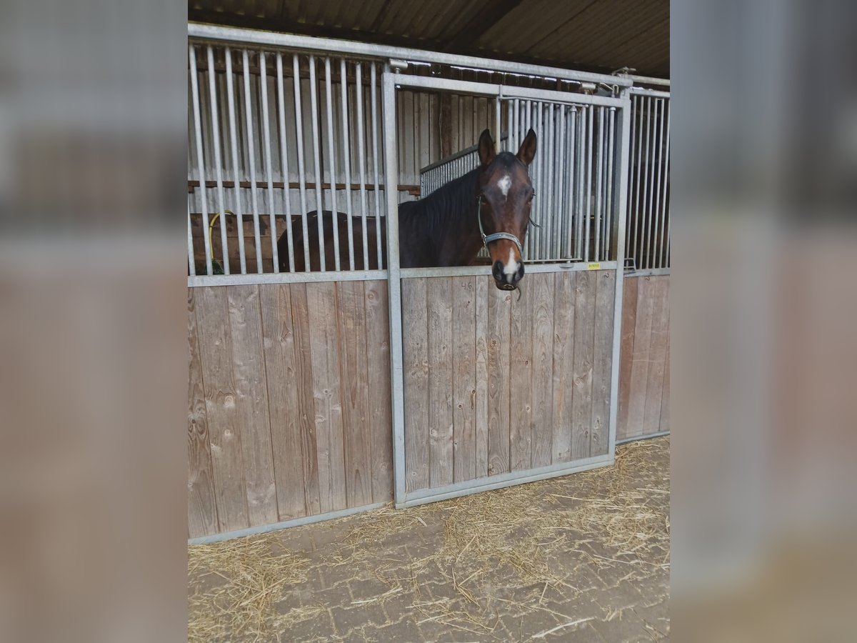 Koń pełnej krwi angielskiej Klacz 15 lat 160 cm Gniada in Nieder-Hilbersheim