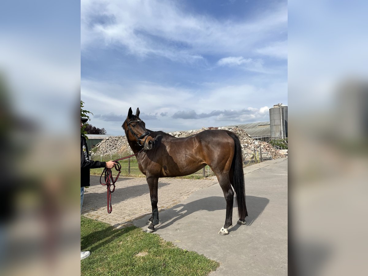 Koń pełnej krwi angielskiej Klacz 17 lat 160 cm Gniada in Lienden