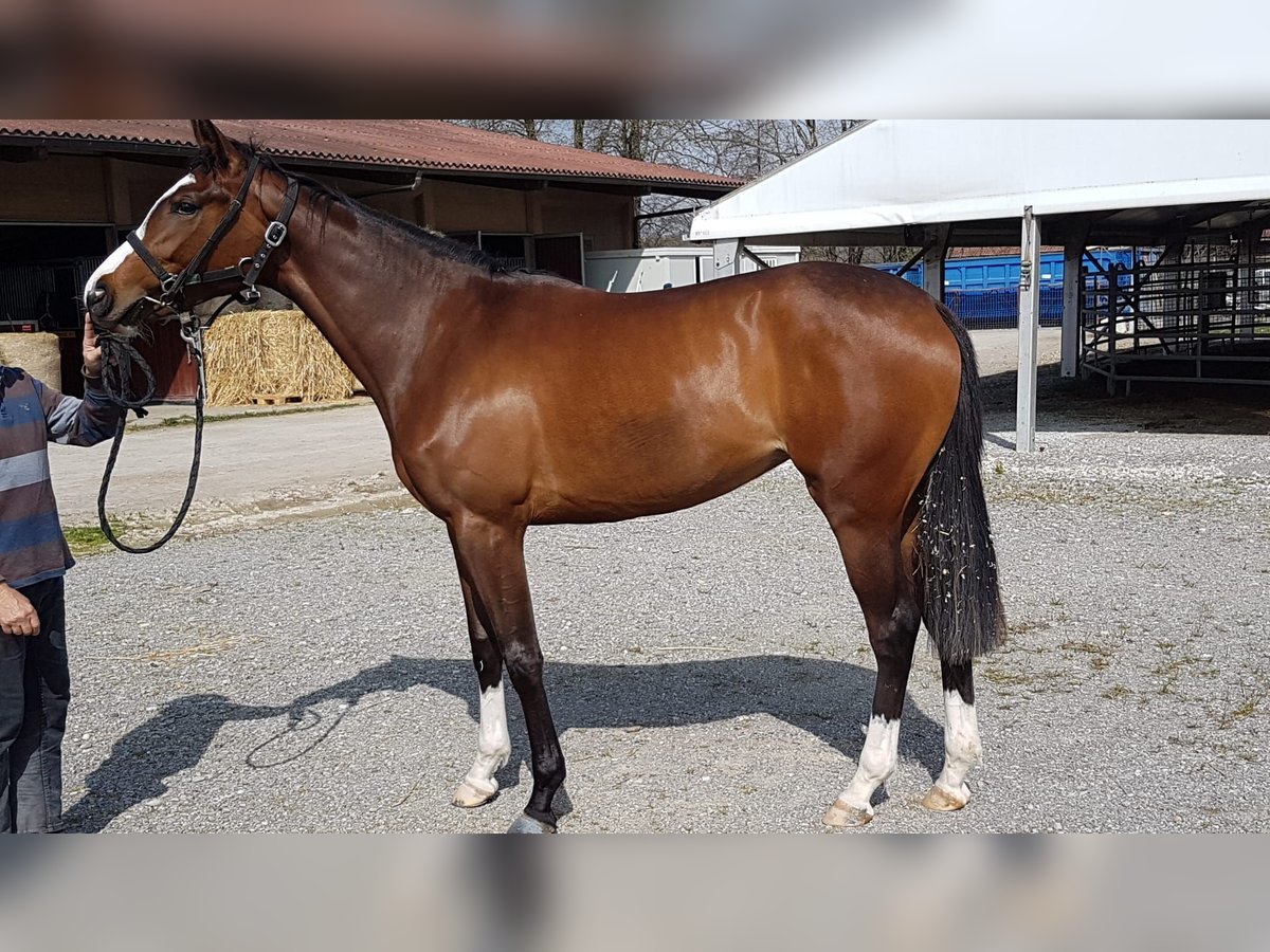 Koń pełnej krwi angielskiej Klacz 17 lat 169 cm Gniada in Middes