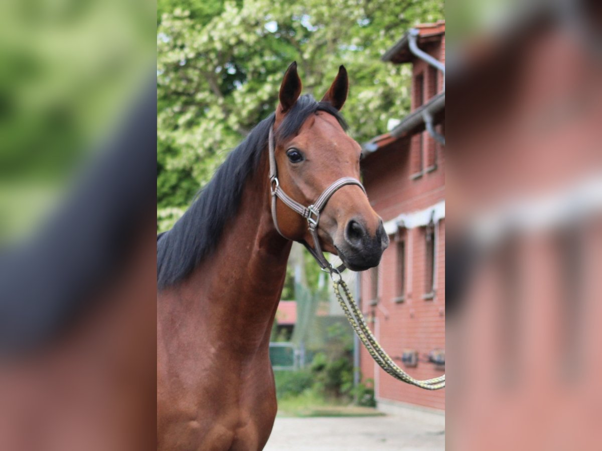 Koń pełnej krwi angielskiej Klacz 4 lat 163 cm Gniada in Oranienburg