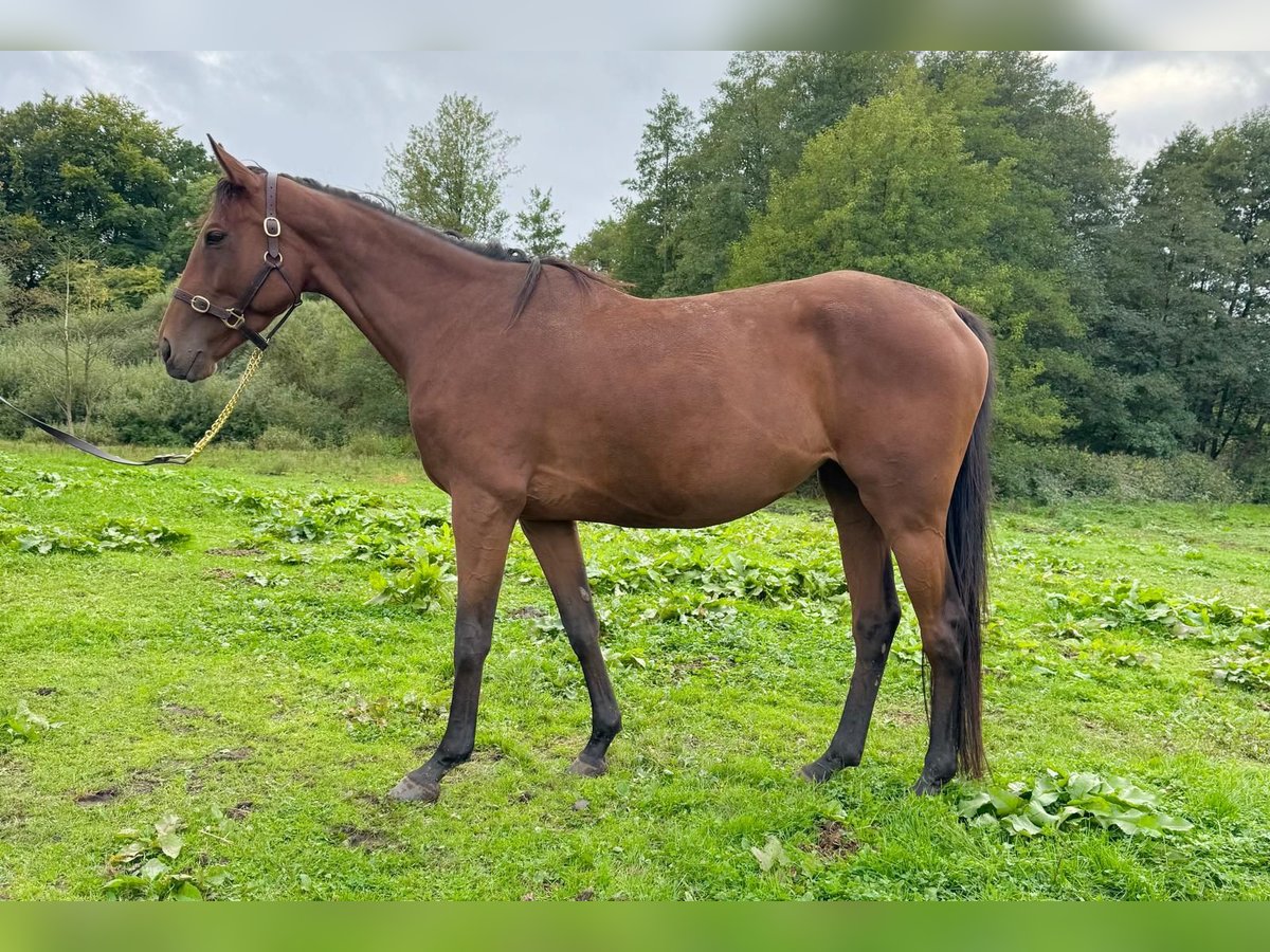 Koń pełnej krwi angielskiej Klacz 4 lat 165 cm Gniada in Hamburg Lemsahl-Mellingstedt