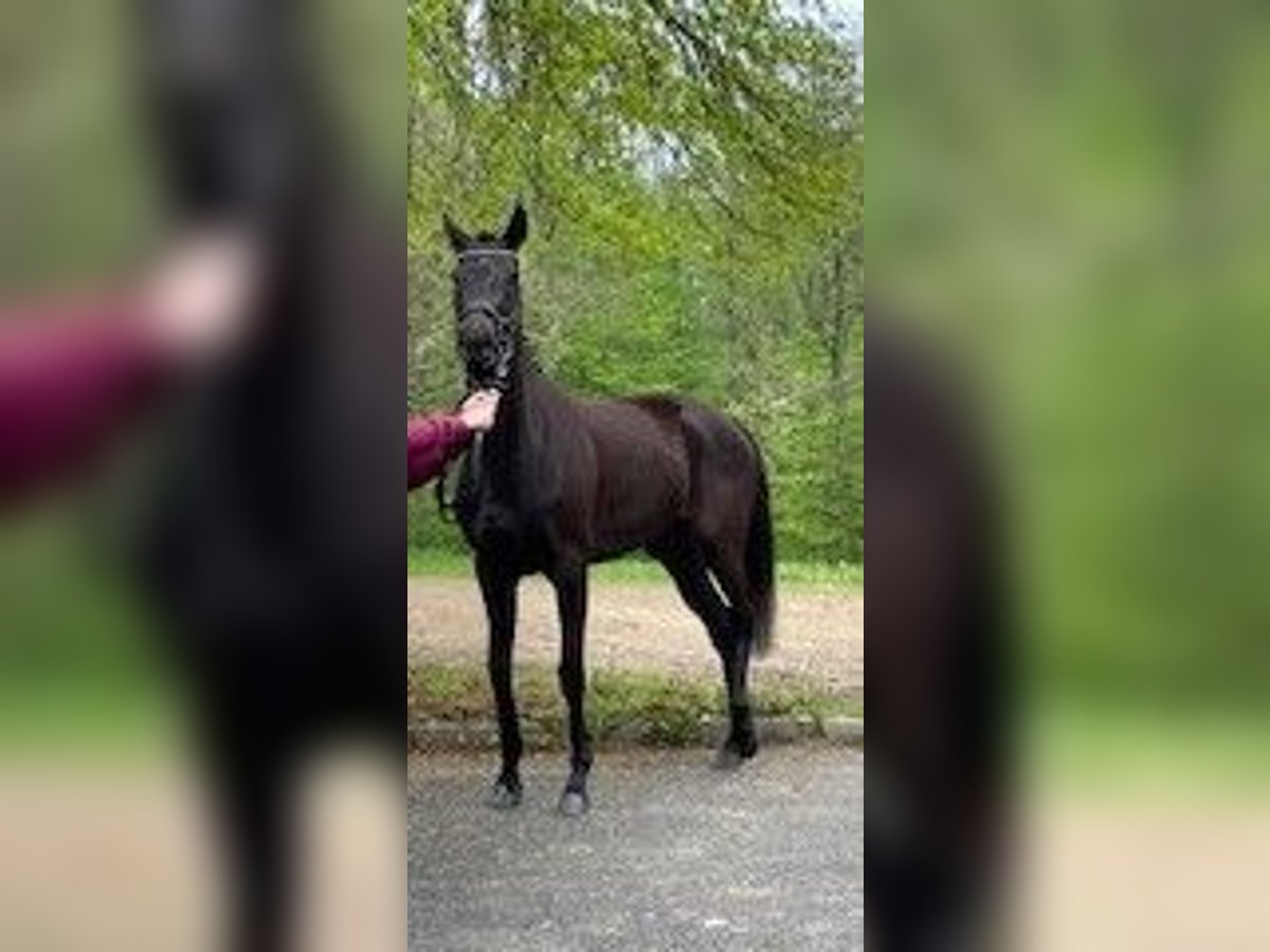 Koń pełnej krwi angielskiej Klacz 5 lat 159 cm Ciemnokasztanowata in R&#xF6;tha