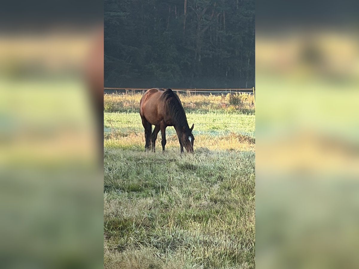 Koń pełnej krwi angielskiej Klacz 5 lat 160 cm Gniada in Burgwedel