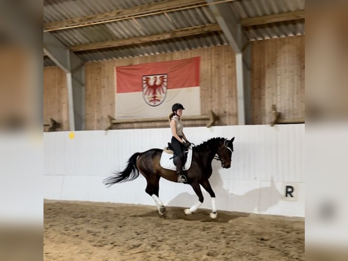 Koń pełnej krwi angielskiej Klacz 5 lat 163 cm Gniada in Berlin