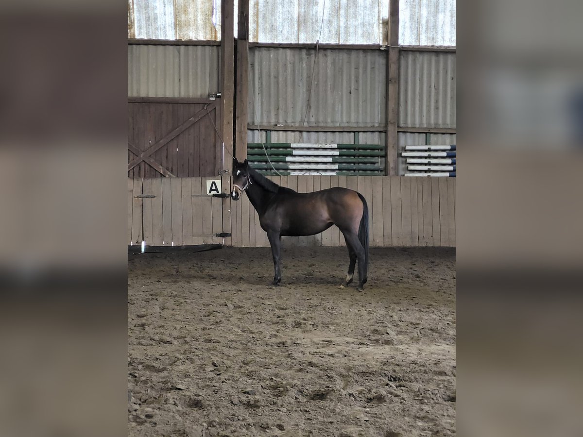 Koń pełnej krwi angielskiej Klacz 6 lat 150 cm Gniada in DelligsenDelligsen