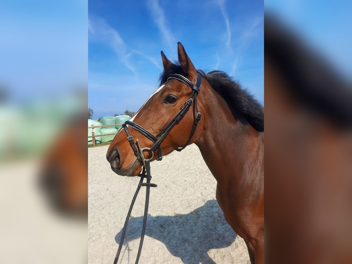 Koń pełnej krwi angielskiej Klacz 6 lat 158 cm Gniada in Lettelbert