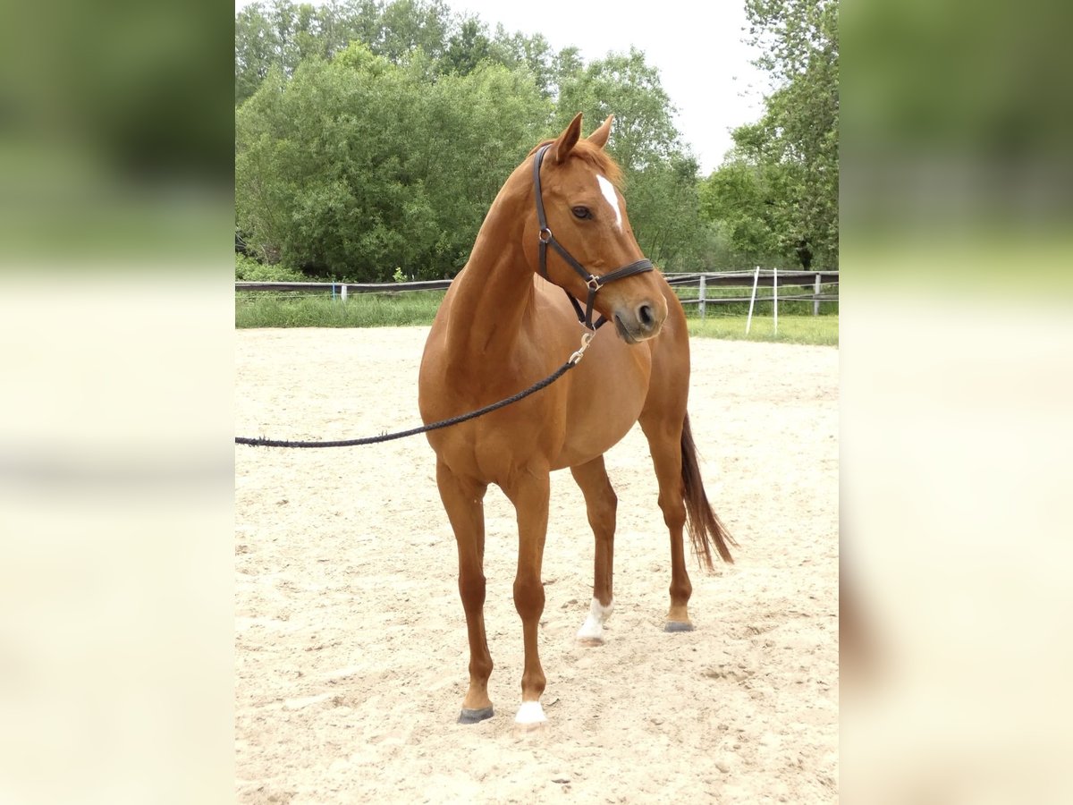 Koń pełnej krwi angielskiej Klacz 9 lat 163 cm in Zossen