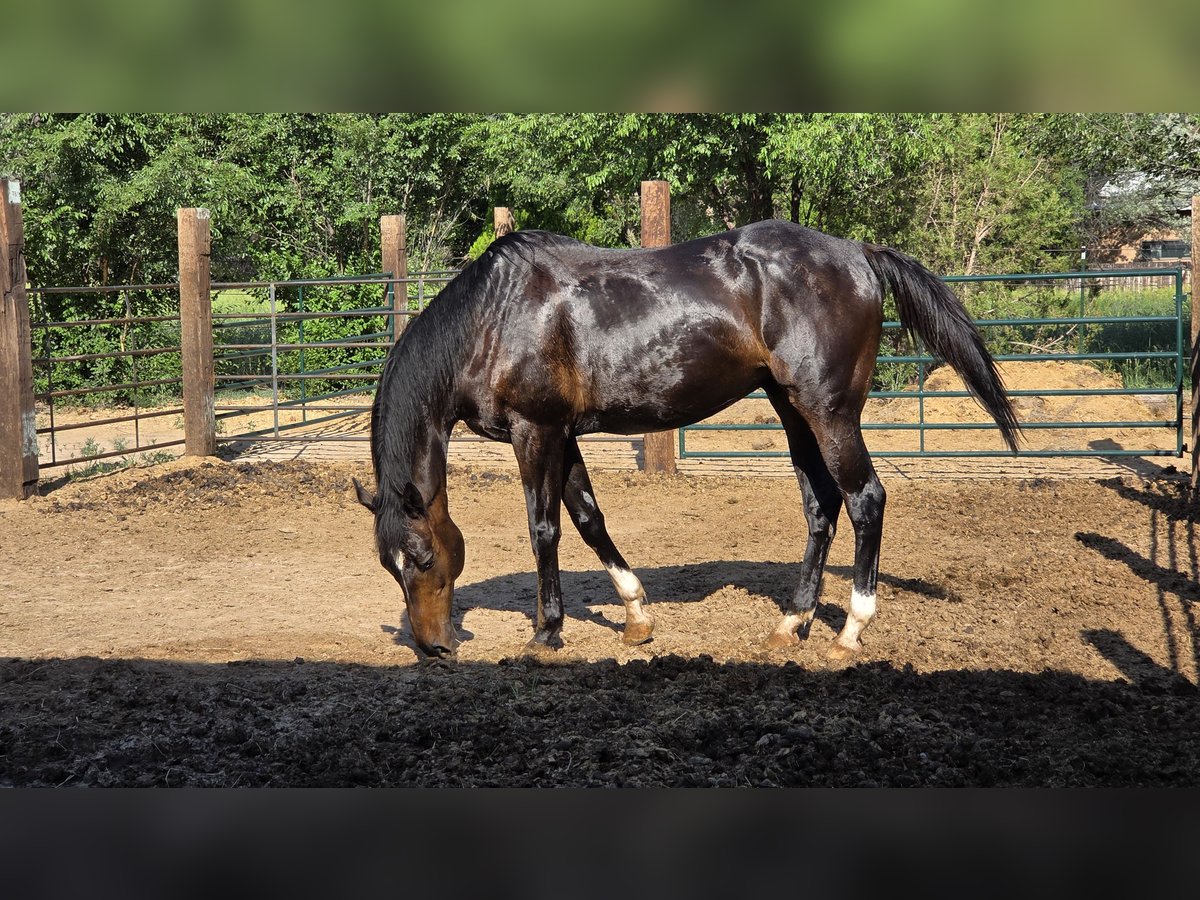 Koń pełnej krwi angielskiej Wałach 12 lat 178 cm Gniada in Santa Fe, NM