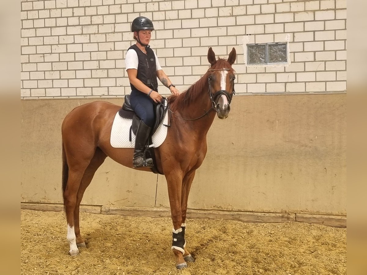 Koń pełnej krwi angielskiej Wałach 3 lat 167 cm Kasztanowata in Neuss