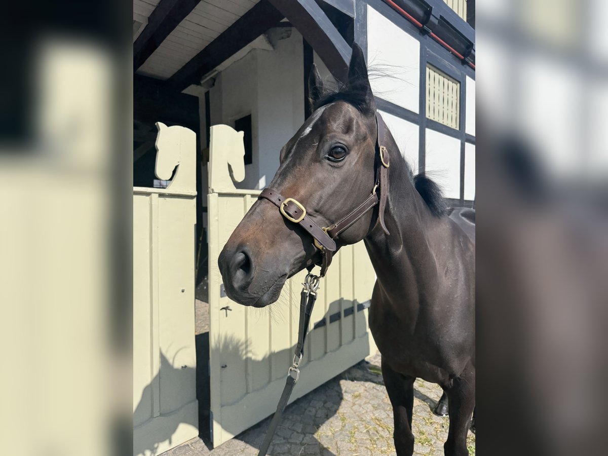 Koń pełnej krwi angielskiej Wałach 5 lat 158 cm Ciemnogniada in Reifenberg