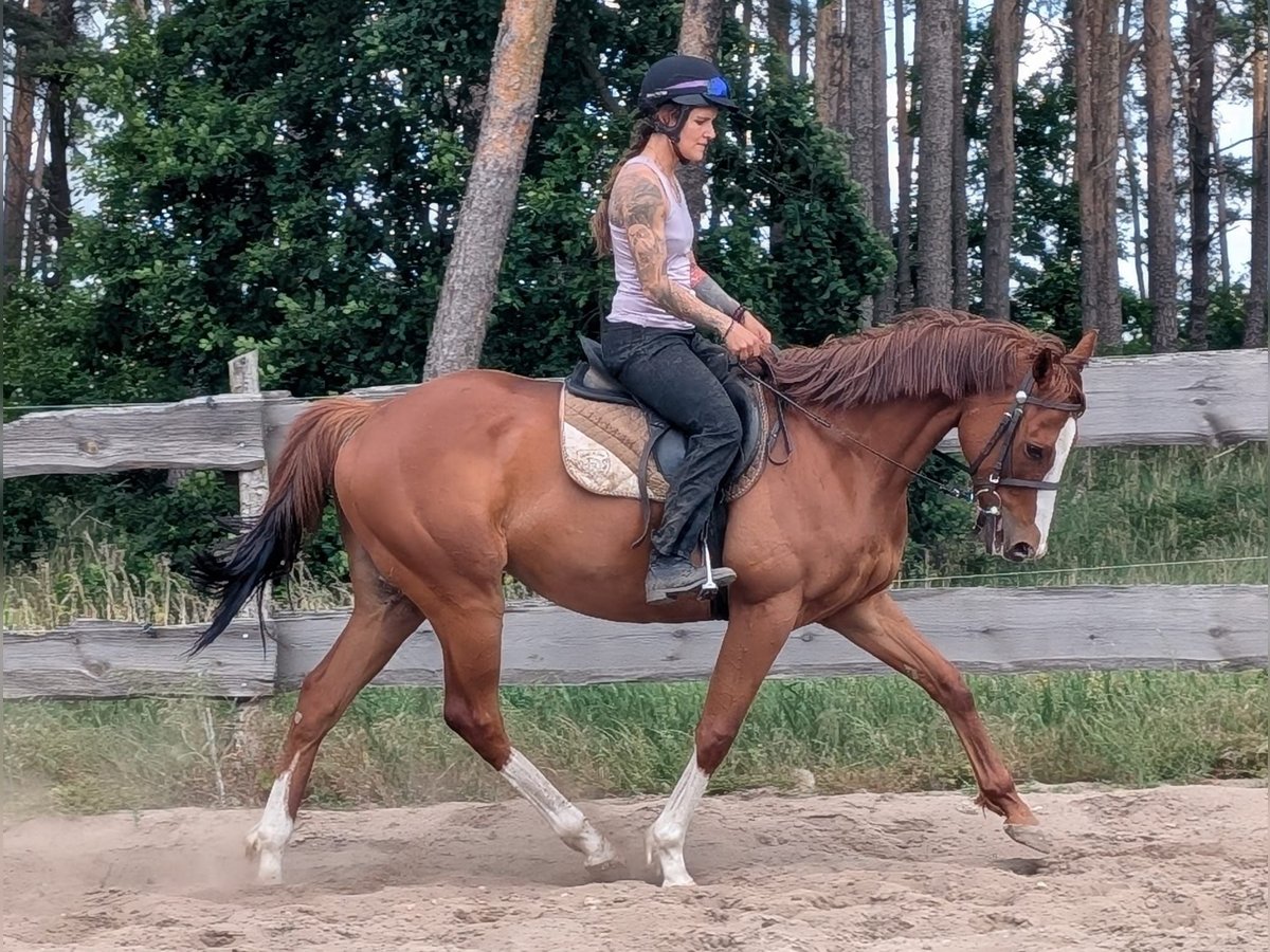 Koń pełnej krwi angielskiej Wałach 6 lat 164 cm Kasztanowata in M&#xF6;ser