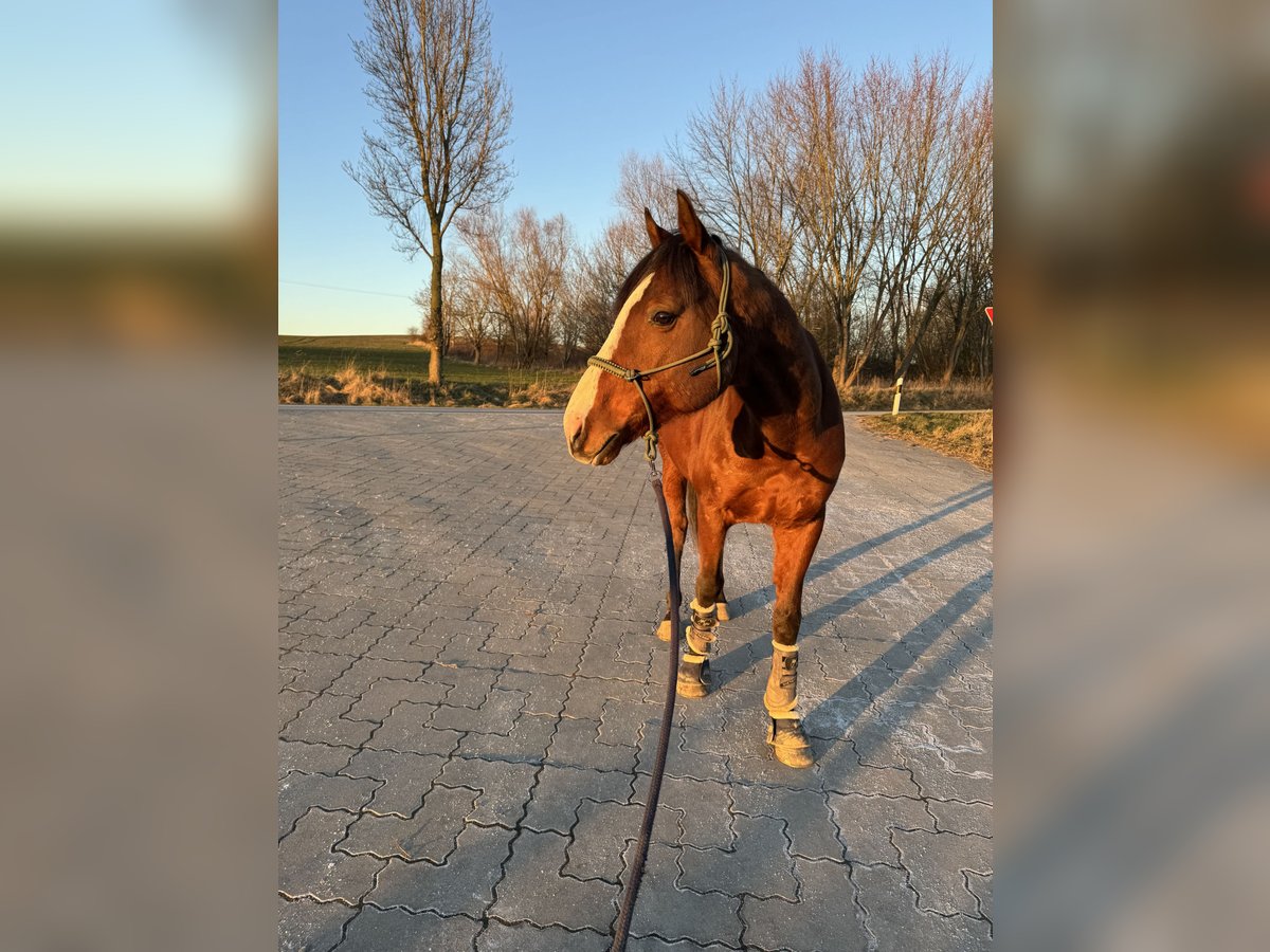 Koń pełnej krwi angielskiej Wałach 7 lat 170 cm Gniada in Vorbeck