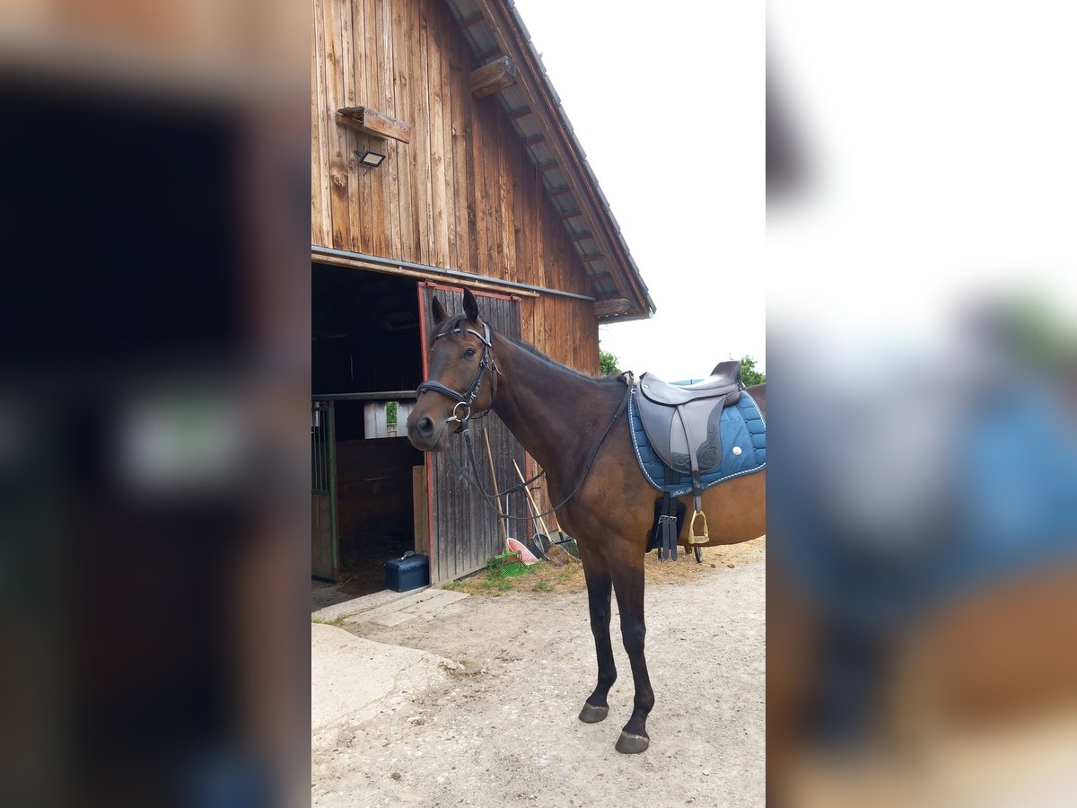 Koń pełnej krwi angielskiej Wałach 8 lat 165 cm Gniada in Eisengraberamt