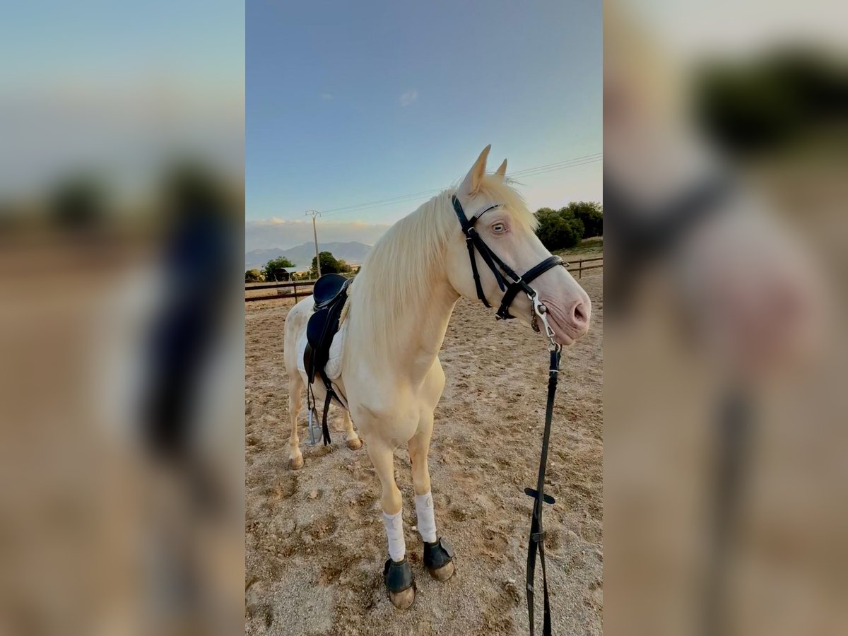 Koń pełnej krwi angielskiej Wałach 9 lat 157 cm Cremello in Pedrinya (Ajuntament Crespia)