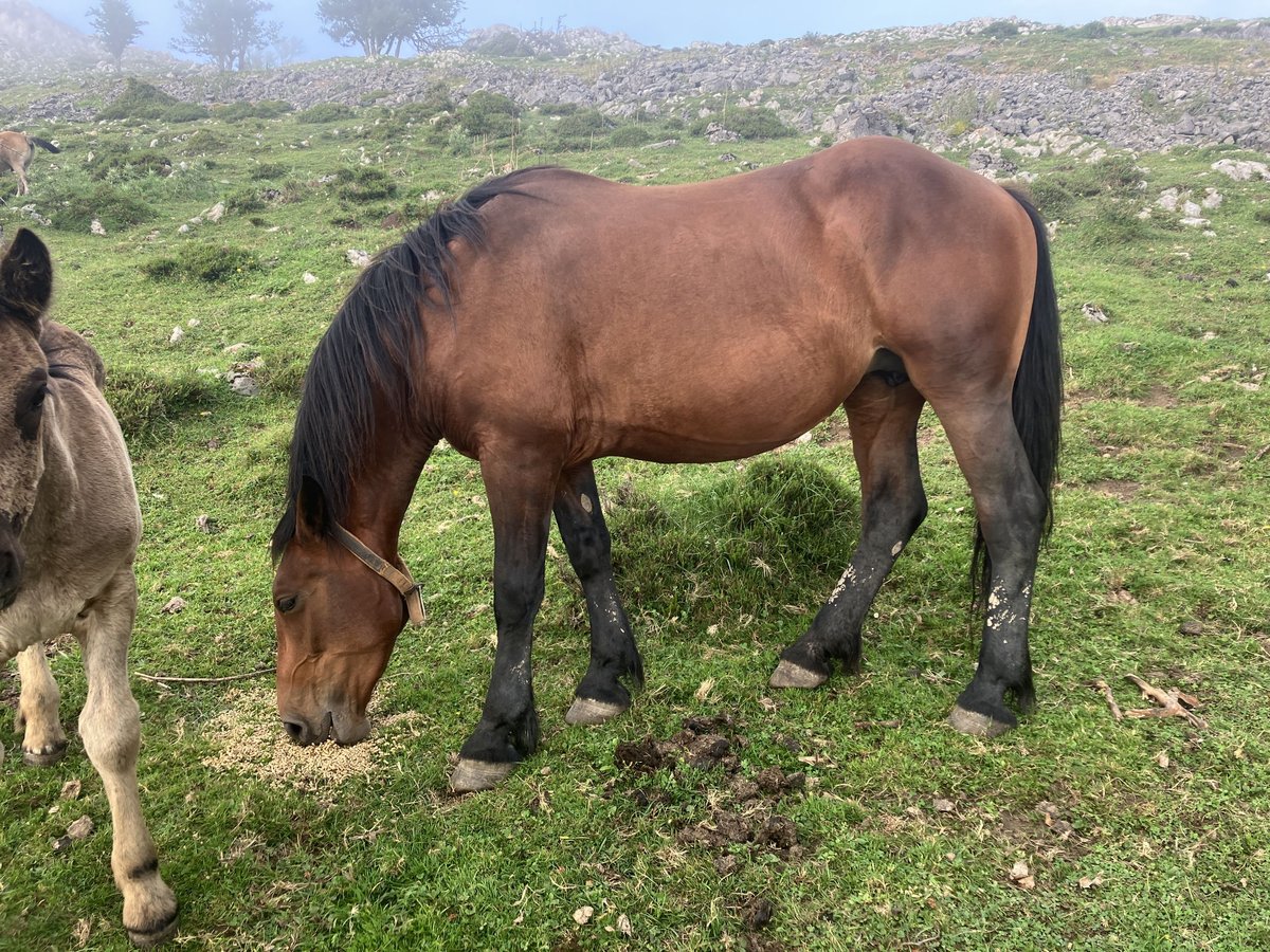 Koń pociągowy Mix Klacz 4 lat 152 cm Ciemnogniada in Pola De Laviana