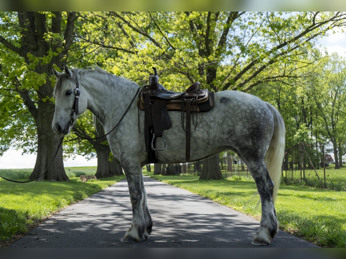 Koń pociągowy Klacz 5 lat 163 cm Siwa in Lancaster, PA