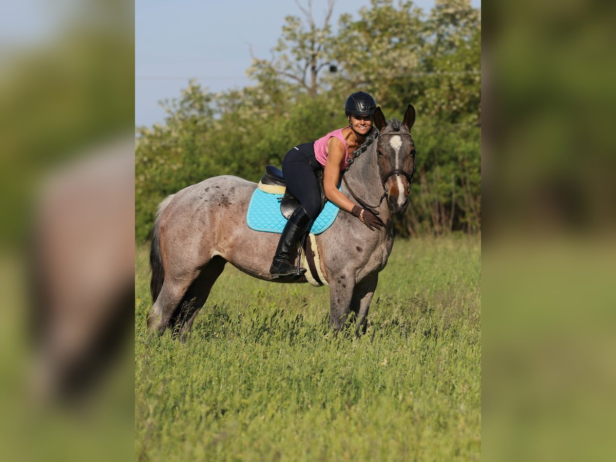 Koń pociągowy Mix Klacz 6 lat 163 cm Gniadodereszowata in Gönyű