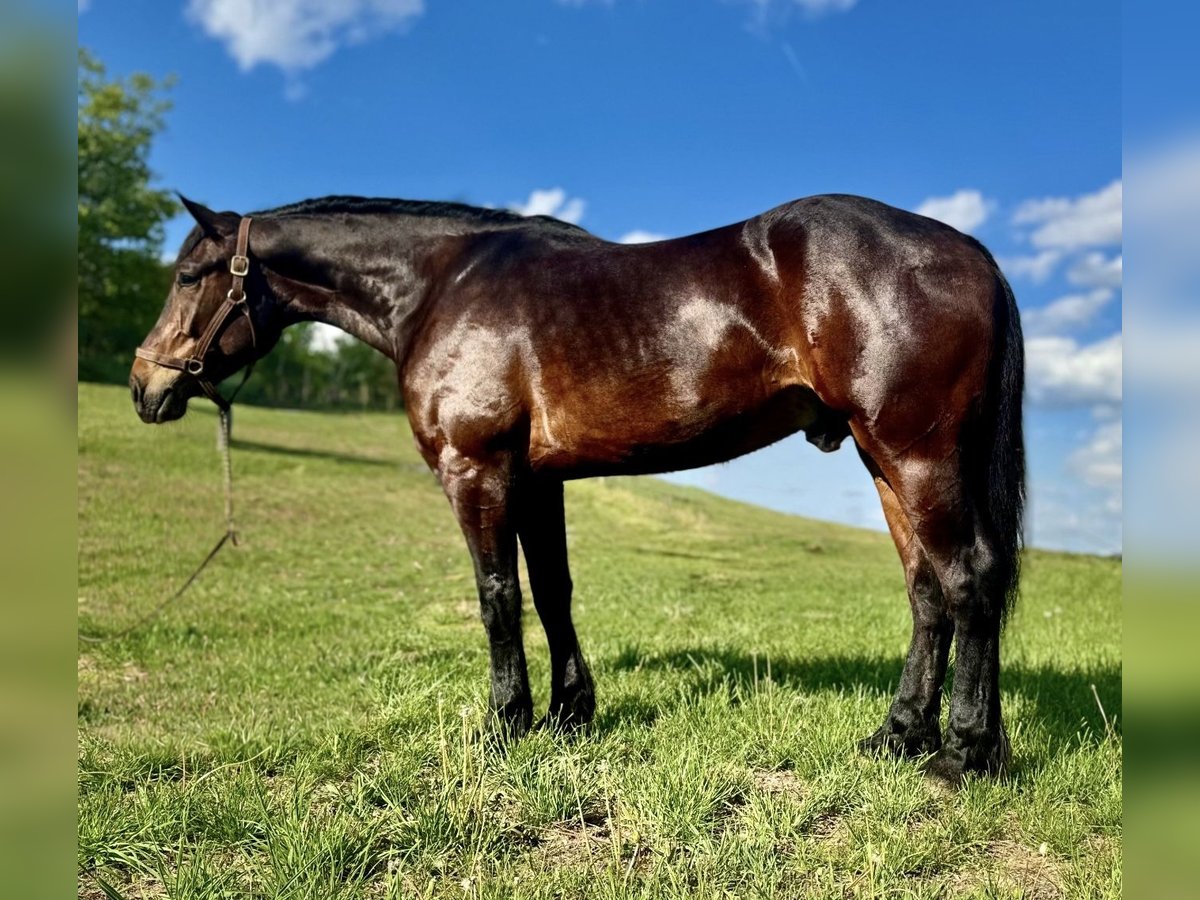 Koń pociągowy Wałach 6 lat 168 cm Gniada in Atglen