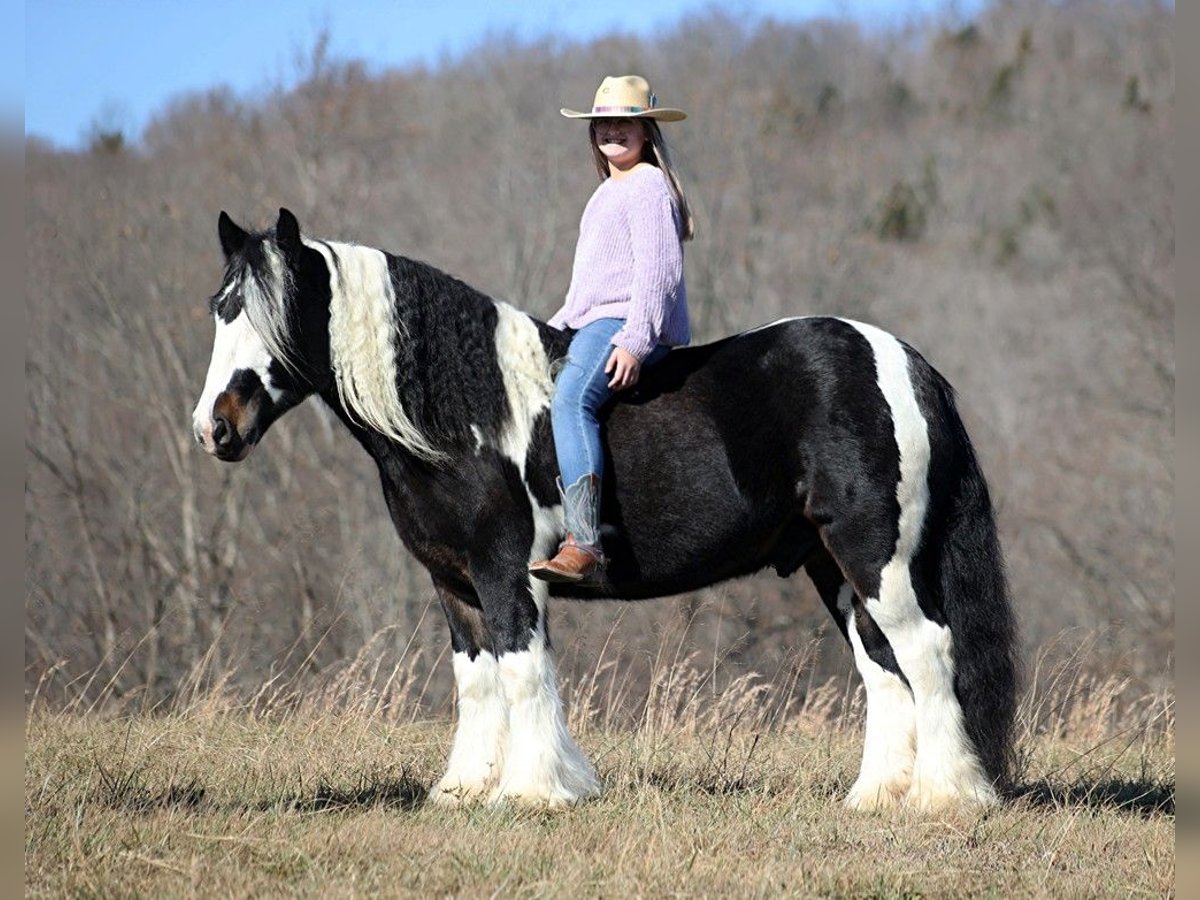 Koń pociągowy Wałach 8 lat 147 cm Tobiano wszelkich maści in Mount vernon KY