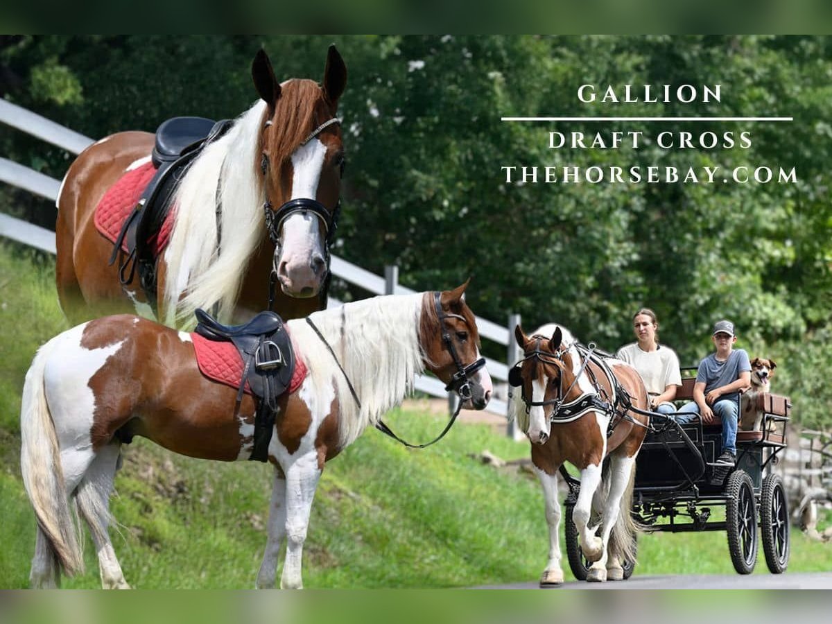 Koń pociągowy Wałach 4 lat 163 cm Tobiano wszelkich maści in Millersburg, OH