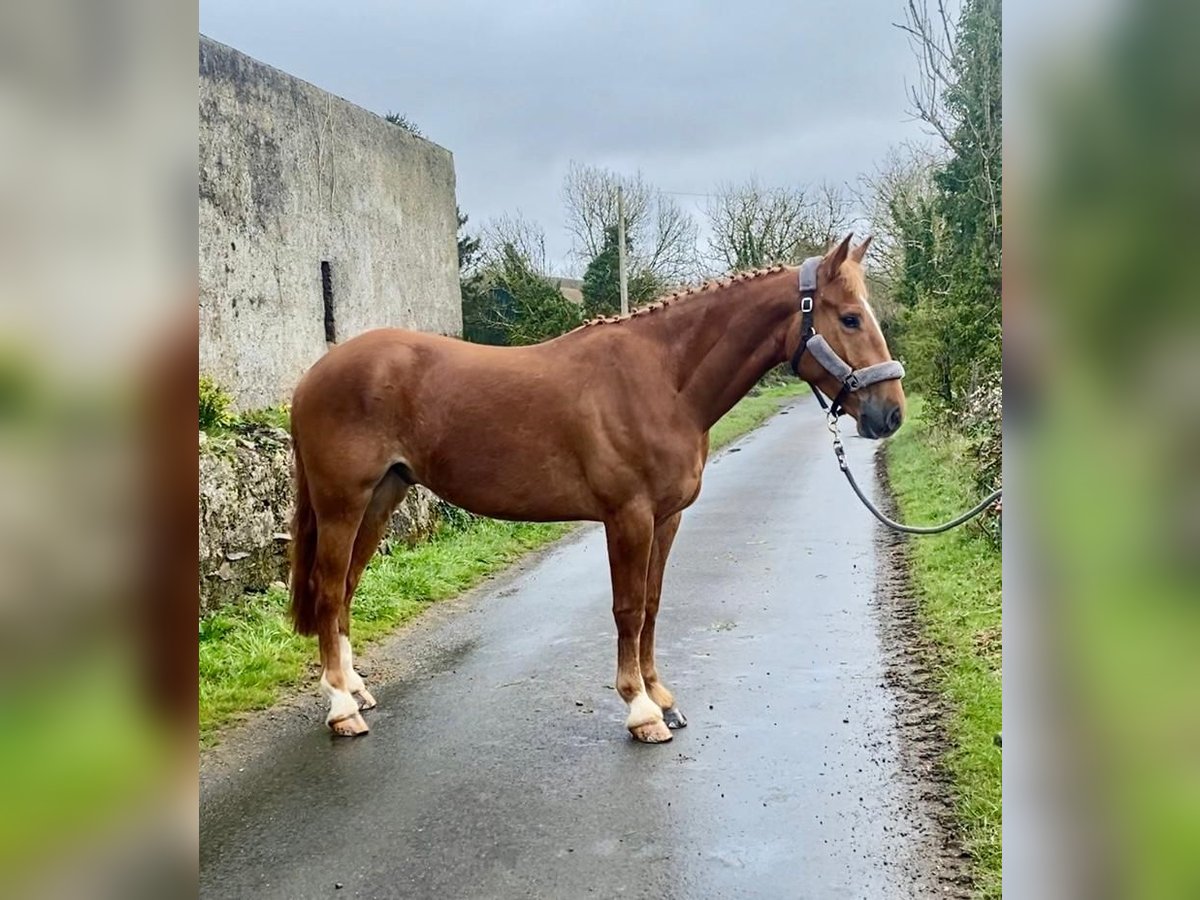 Koń pociągowy Wałach 4 lat 164 cm Ciemnokasztanowata in Sligo