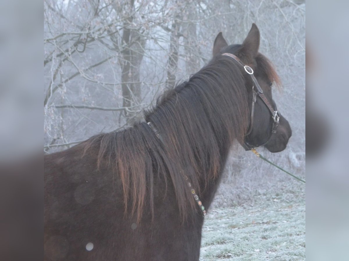 Koń półkrwi arabskiej (Arabian Partbred) Klacz 3 lat 148 cm Kara in Berglen