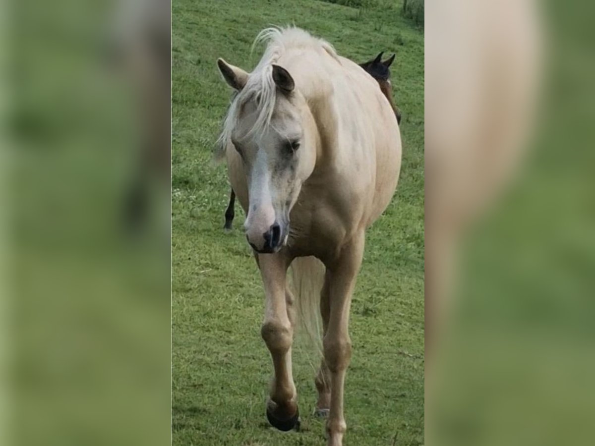 Koń półkrwi arabskiej (Arabian Partbred) Klacz 4 lat 146 cm Izabelowata in Haunetal