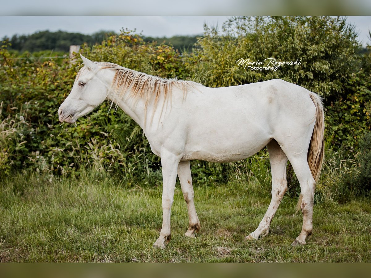 Koń półkrwi arabskiej (Arabian Partbred) Klacz 5 lat 151 cm Szampańska in Beaumont-Pied-de-Buf