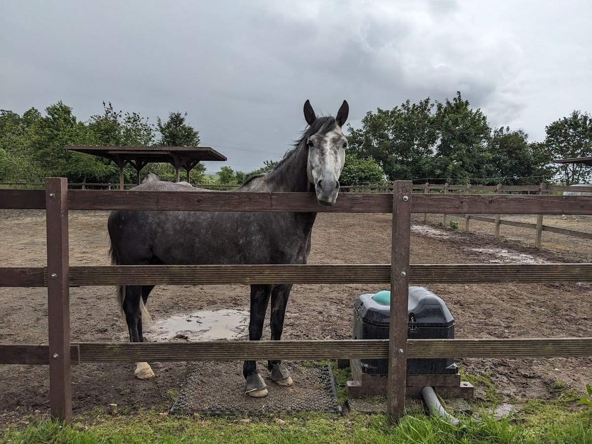 Koń półkrwi arabskiej (Arabian Partbred) Klacz 6 lat 157 cm in Schwall/Emmelshausen