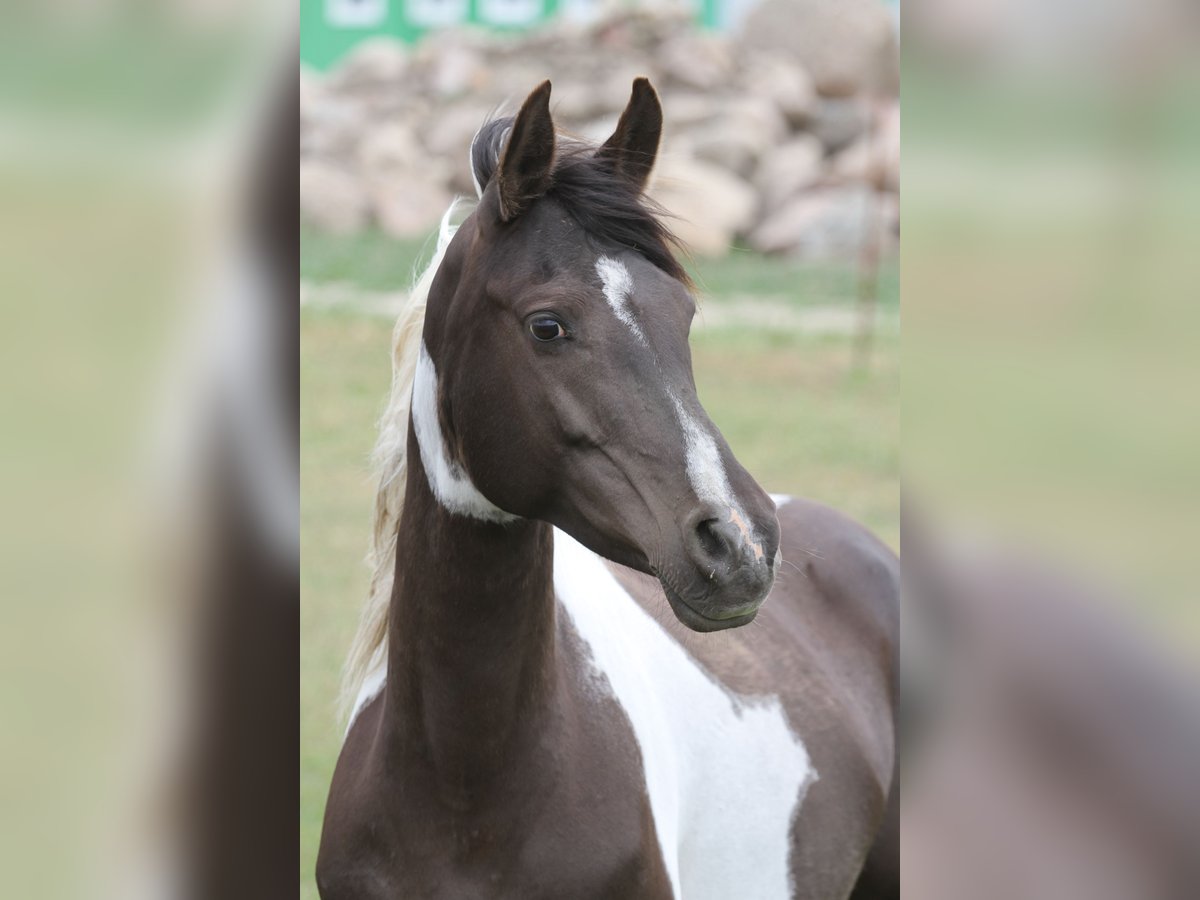 Koń półkrwi arabskiej (Arabian Partbred) Klacz 9 lat 153 cm Srokata in Löwenberger Land