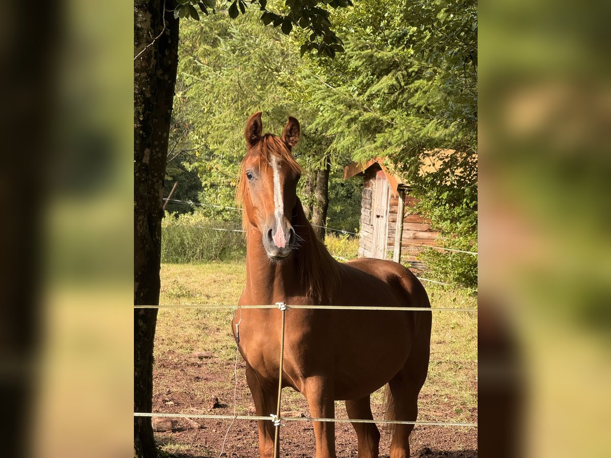 Koń półkrwi arabskiej (Arabian Partbred) Ogier 1 Rok 155 cm Ciemnokasztanowata in SOUCHT