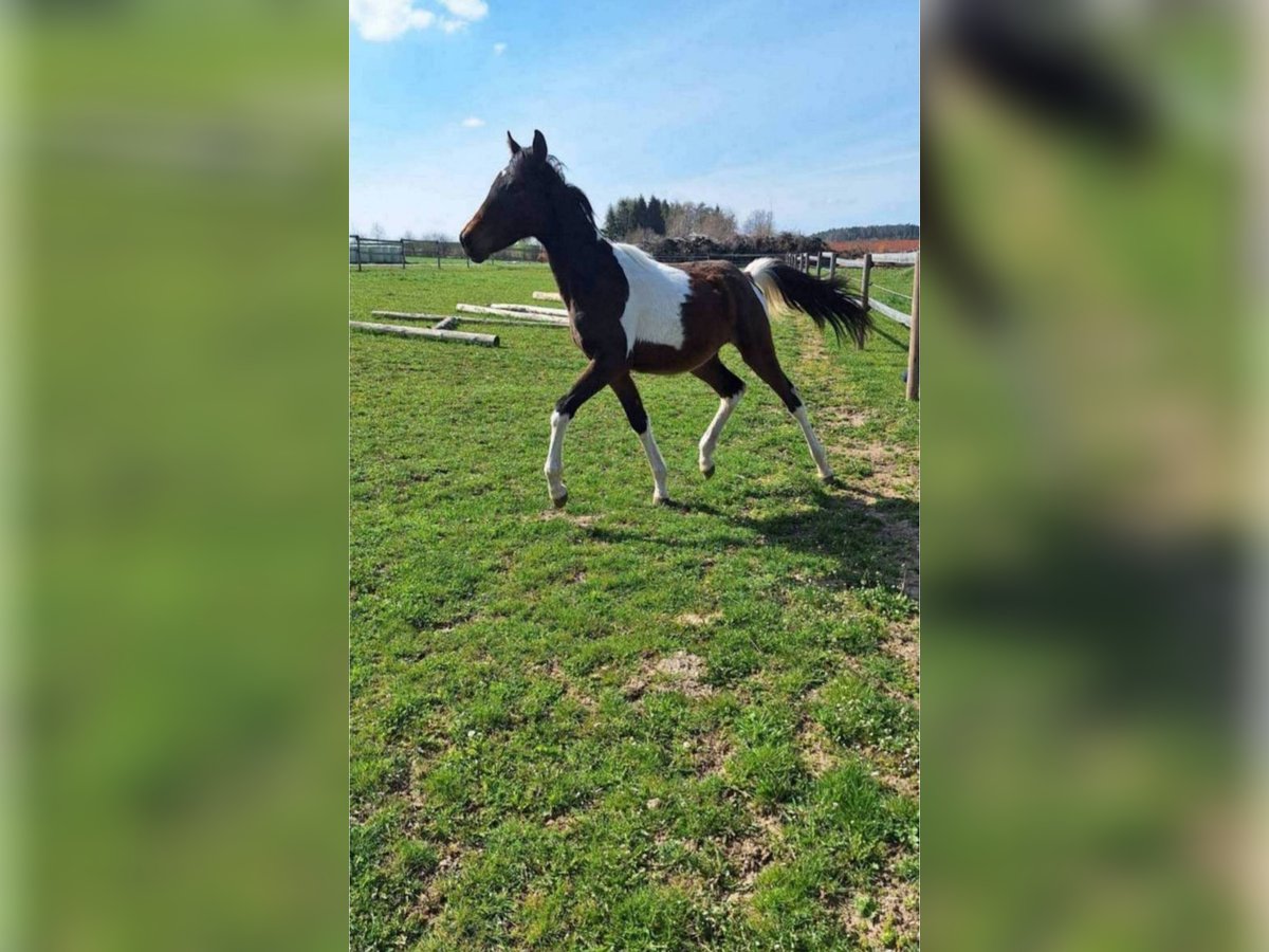 Koń półkrwi arabskiej (Arabian Partbred) Ogier 1 Rok Srokata in Reibers