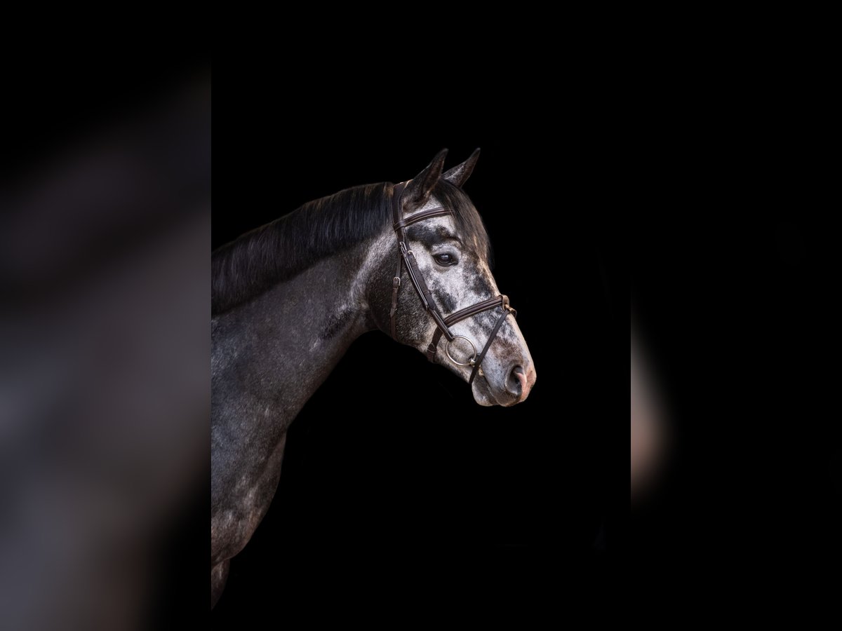 Koń półkrwi arabskiej (Arabian Partbred) Ogier 5 lat 161 cm Siwa in Aukrug
