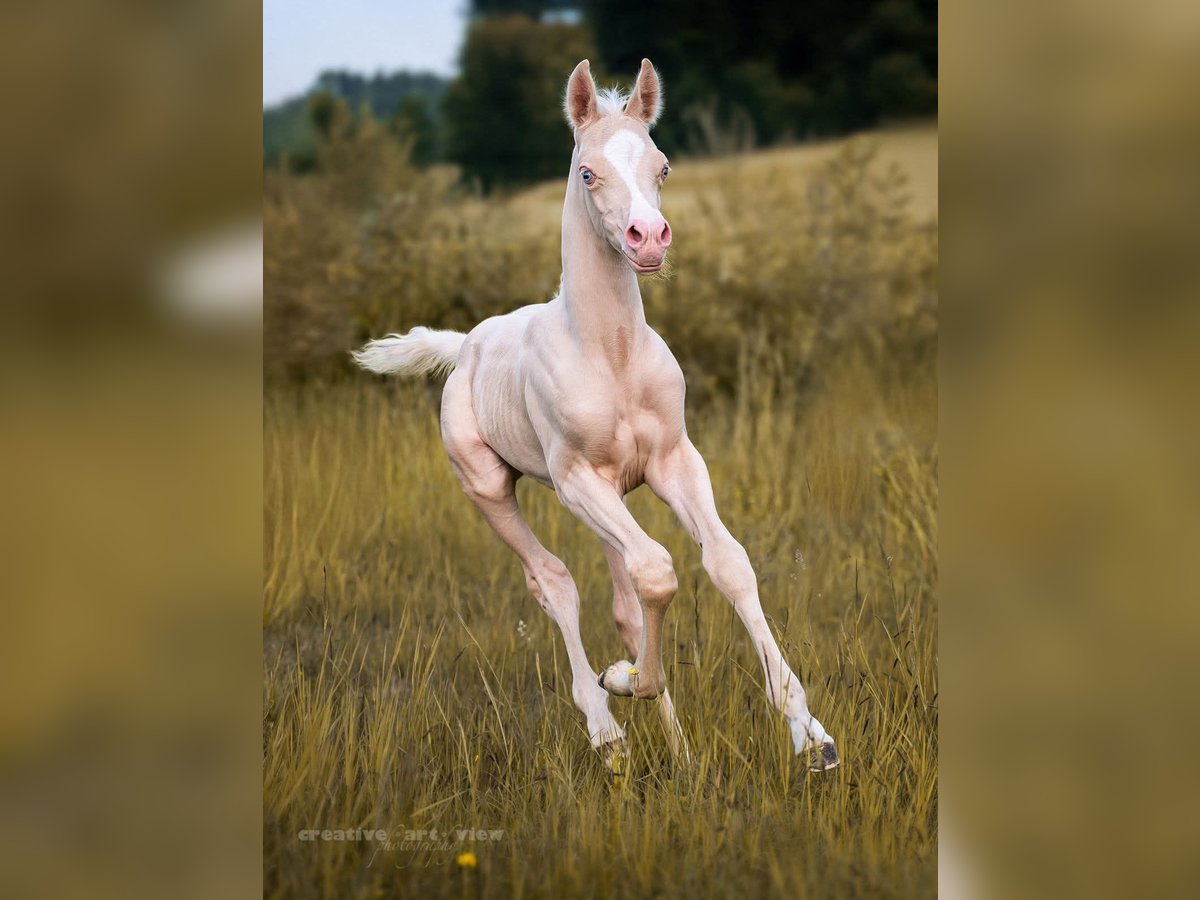 Koń półkrwi arabskiej (Arabian Partbred) Ogier  155 cm Cremello in HagendornHagendorn