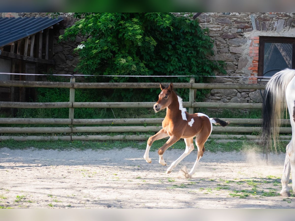 Koń półkrwi arabskiej (Arabian Partbred) Ogier Źrebak (05/2025) 156 cm Tobiano wszelkich maści in Seeboden am Millst&#xE4;tter See