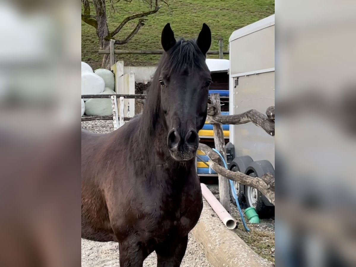 Koń półkrwi arabskiej (Arabian Partbred) Wałach 11 lat 148 cm Kara in Uznach