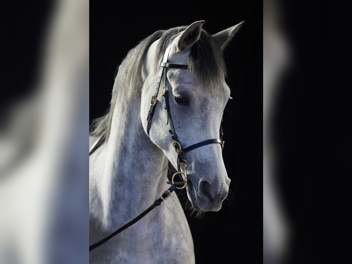 Koń półkrwi arabskiej (Arabian Partbred) Wałach 12 lat 173 cm Siwa in Schwalmstadt